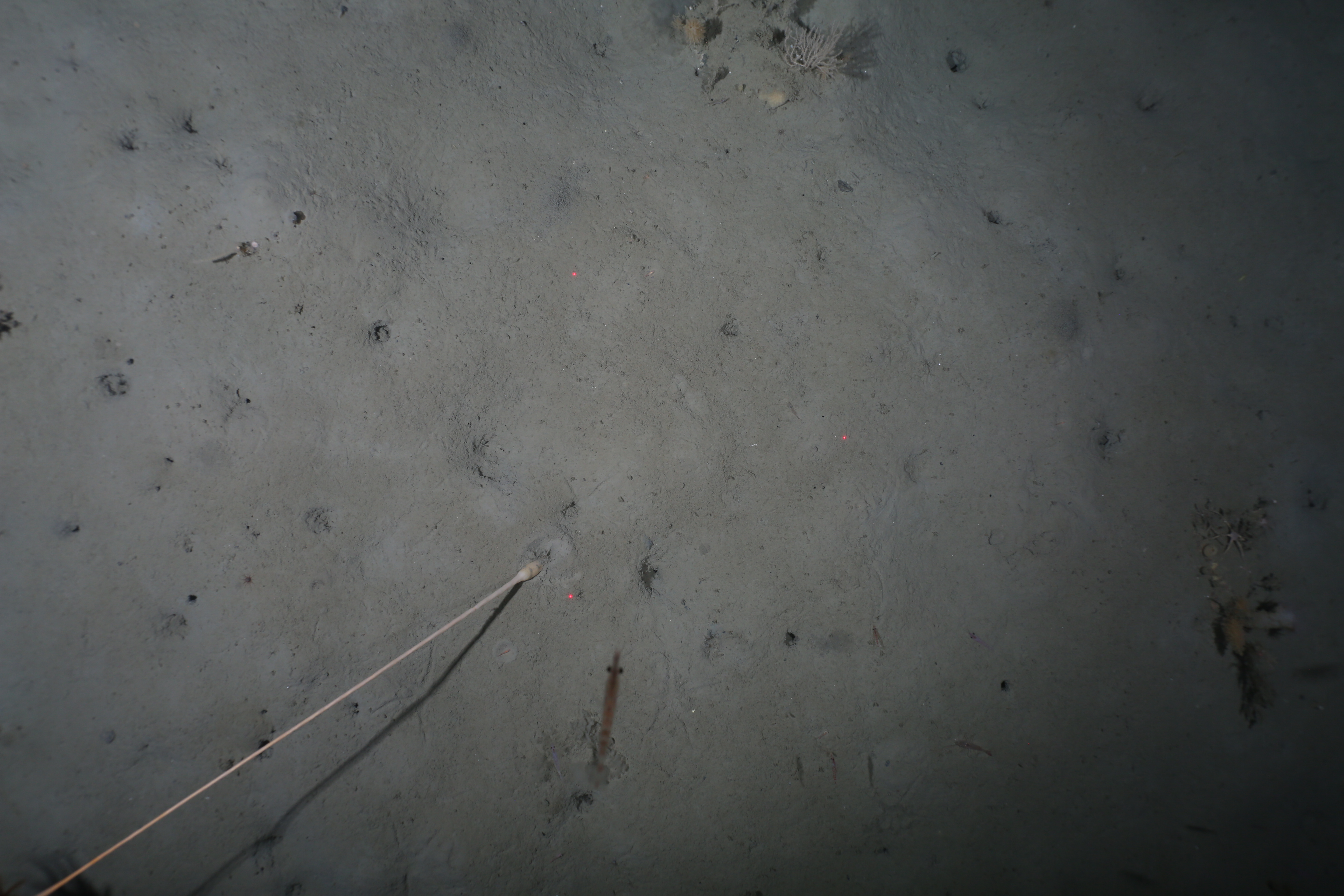 Raw Antarctic seabed survey image containing an unusual organism